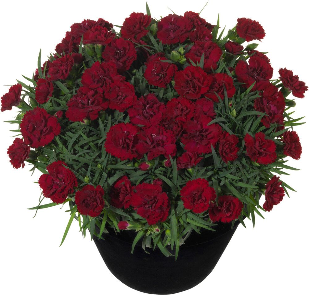 Hübriidnelk Desire® Ø 12 cm