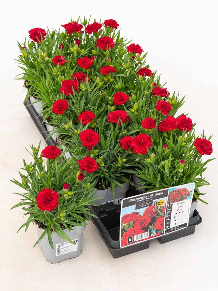 Hübriidnelk Desire® Ø 12 cm