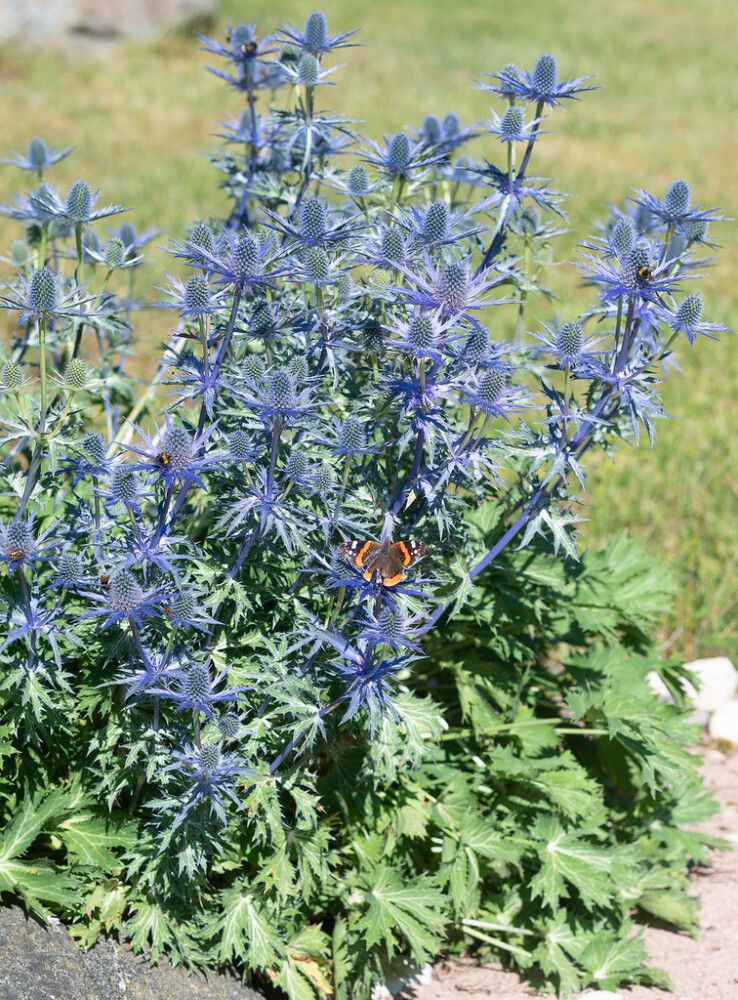 Aed-ogaputk Big Blue  P17