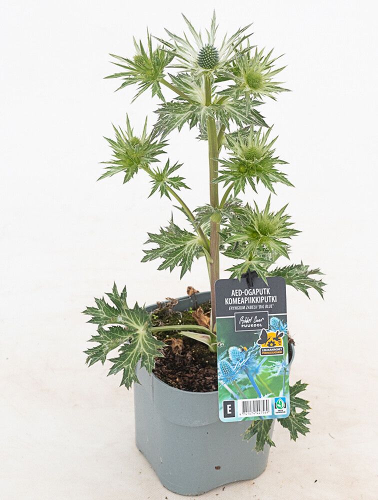 Aed-ogaputk Big Blue  P17