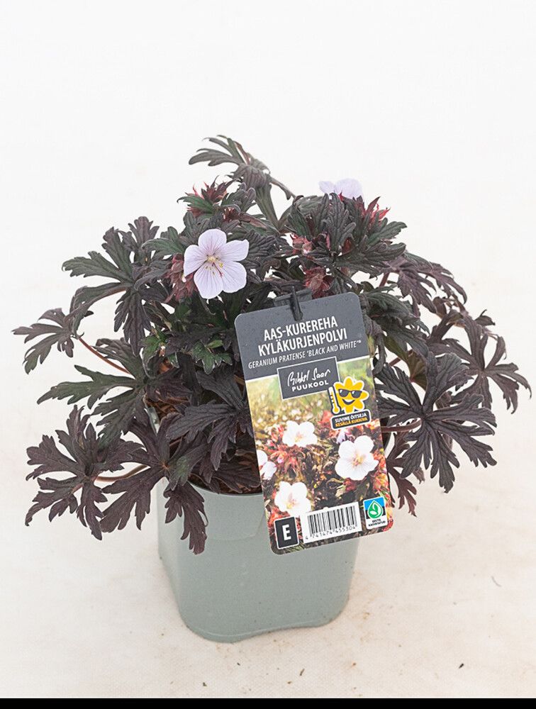 Aas-kurereha Black and White