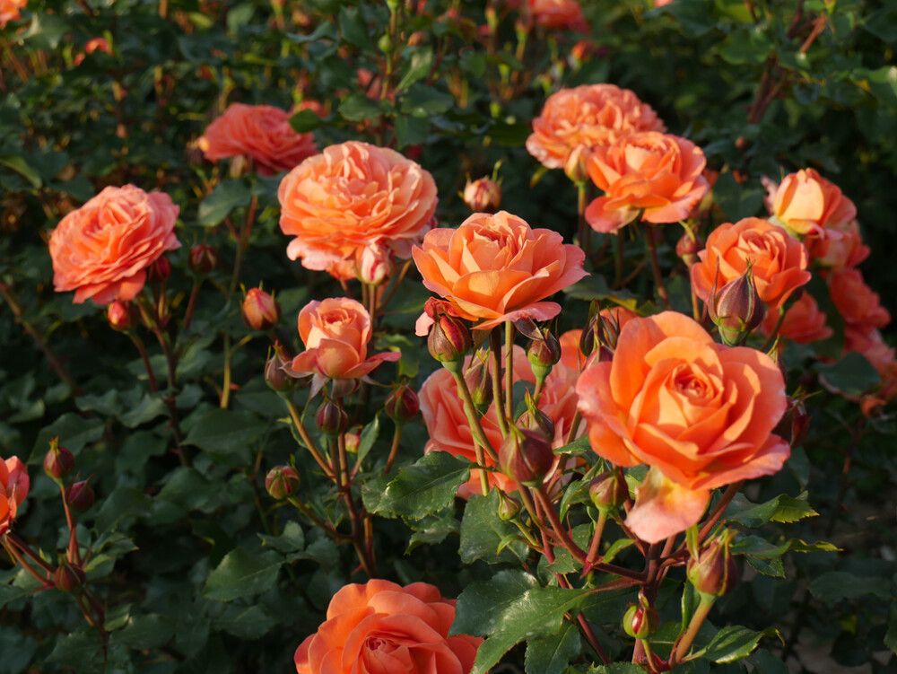 PEENRARAOOS PHOENIX ROSA PHOENIX