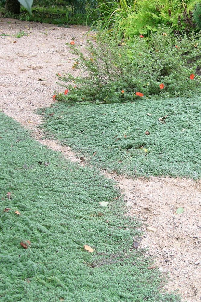 Lühivillane liivatee