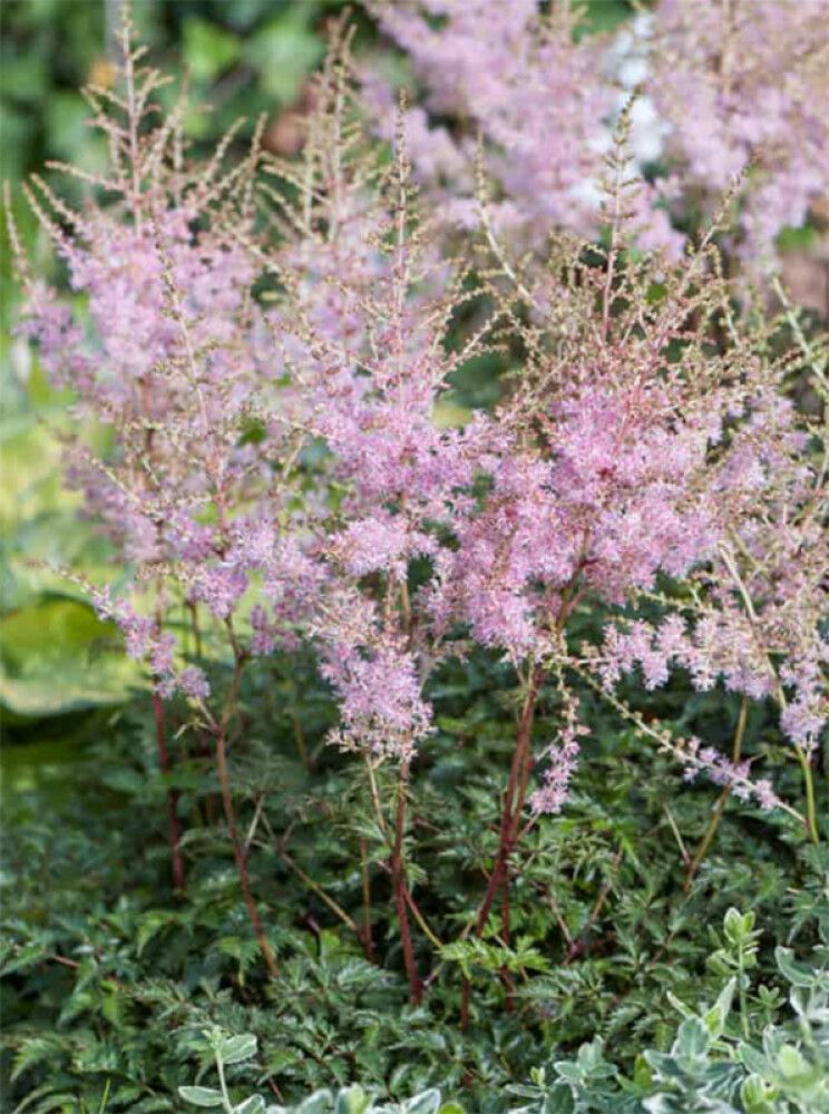 Lihtlehine astilbe Hennie Graafland