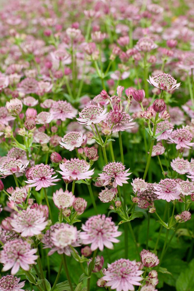 Suur tähtputk Pink Button