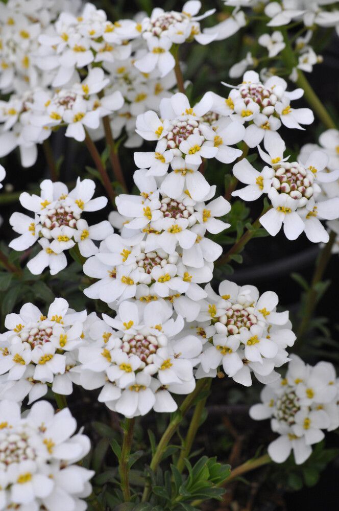 Igihaljas ibeeris Fischbeck