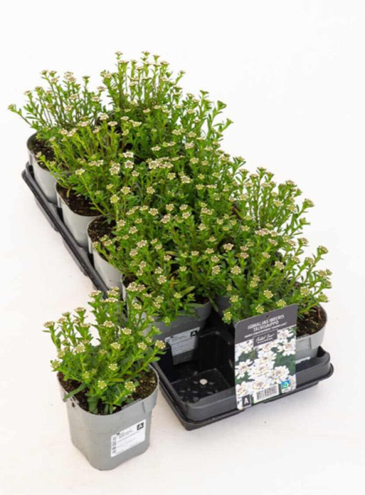 Igihaljas ibeeris Fischbeck