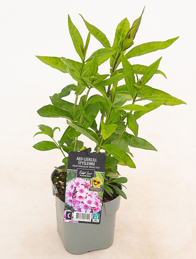 Aed-leeklill Bright Eyes