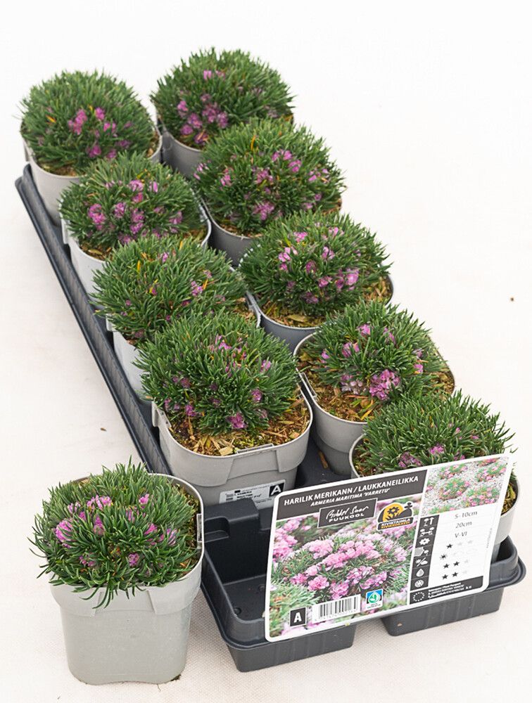 Harilik merikann varretu