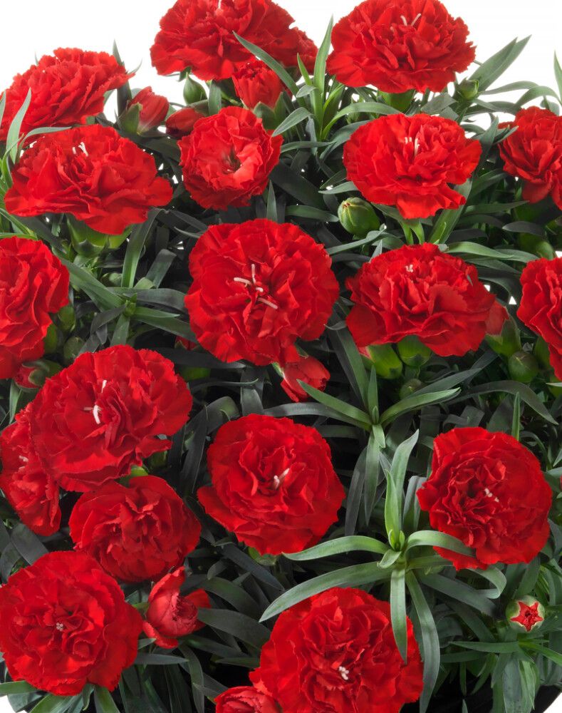 Hübriidnelk Mihkel Saar Red Beach