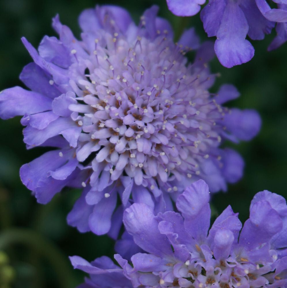 Tui-tähtpea Butterfly Blue