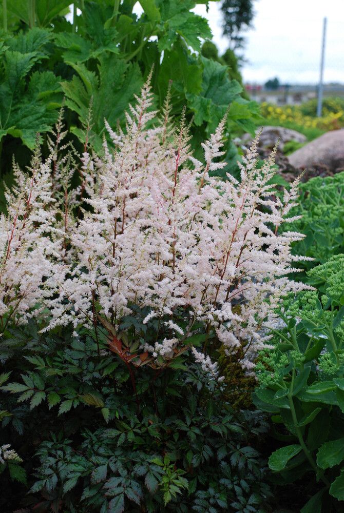 Astilbe Arendsii Bronzlaub