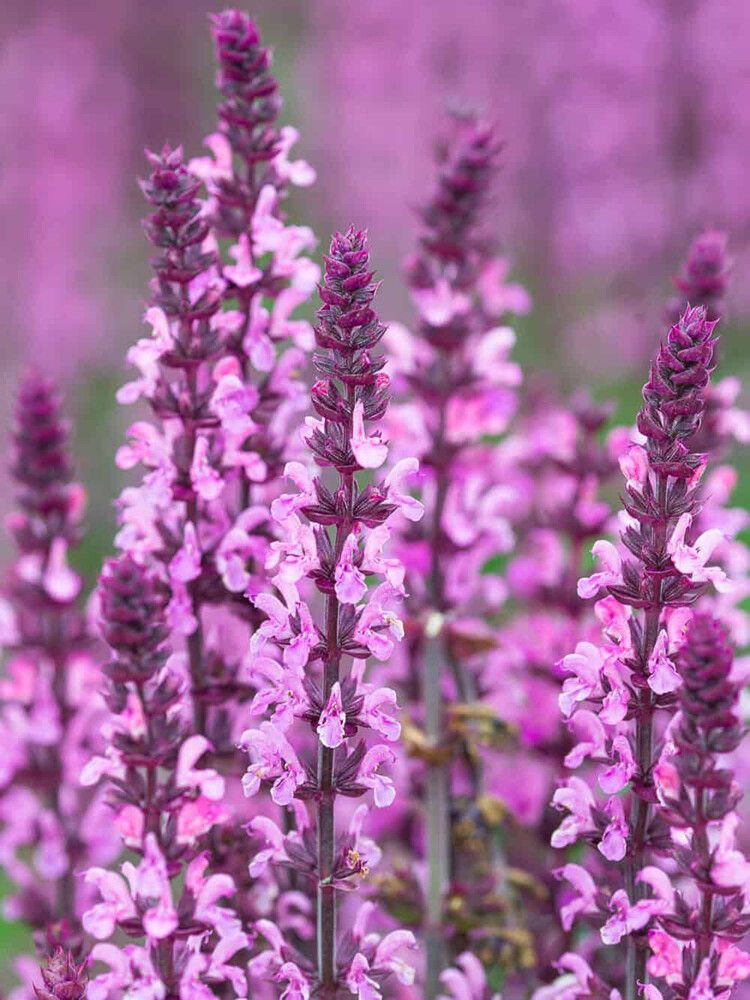 Metssalvei Mihkel Saar Deep Rose