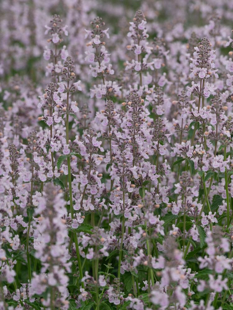 Mussini naistenõges Amelia