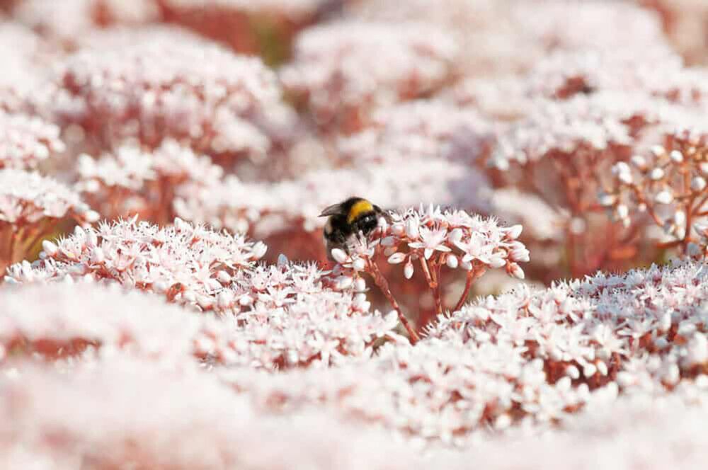 Valge kukehari Coral Carpet