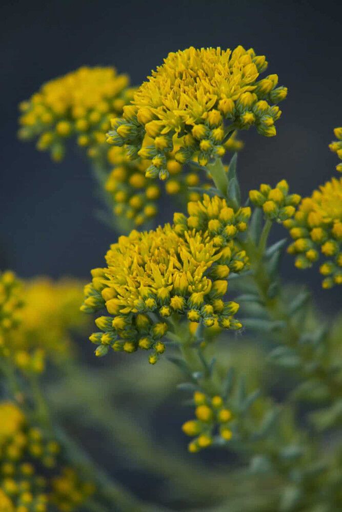 Kalju-kukehari Blue Spruce P12