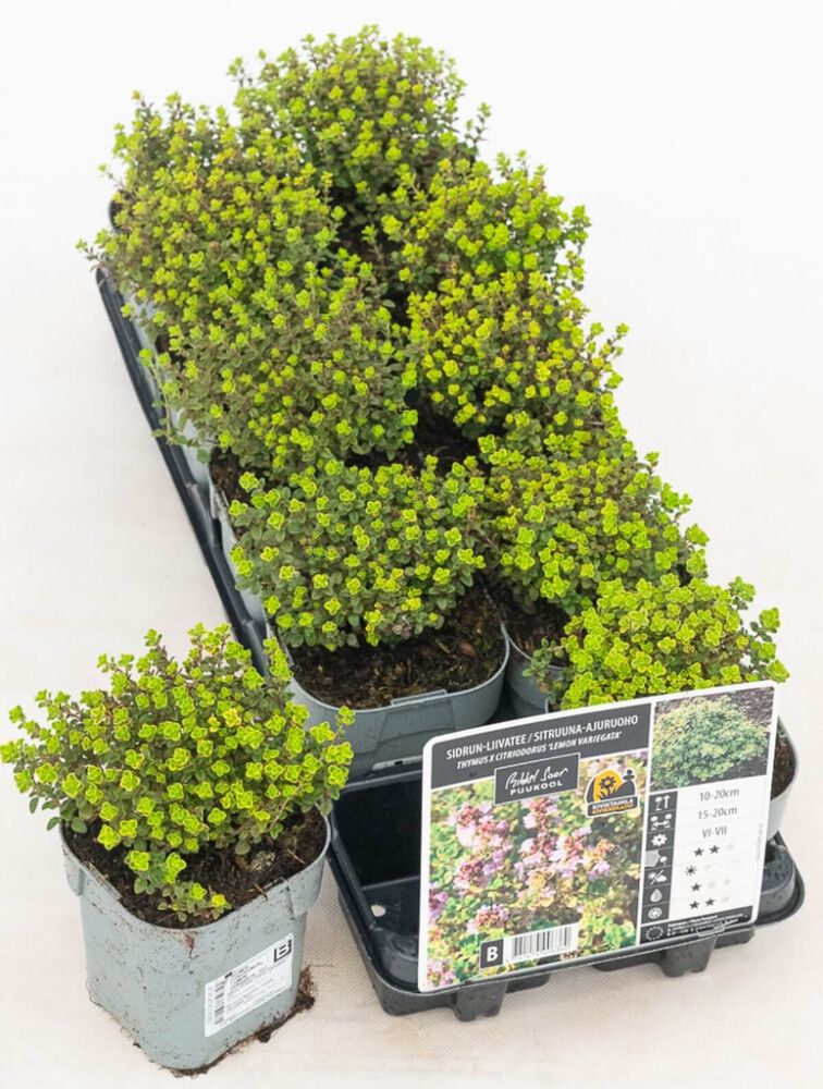 Sidrun- liivatee Mihkl Saar Lemon Variegata