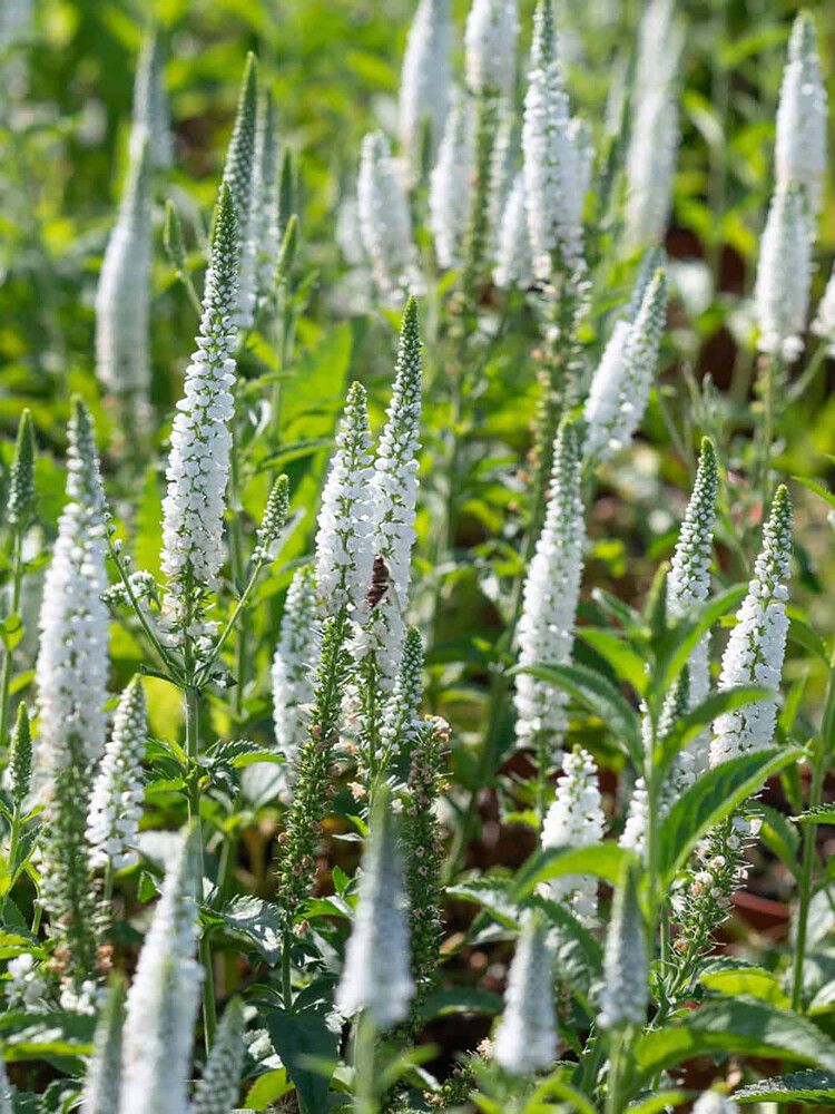 Kassisaba First Lady C 1,4