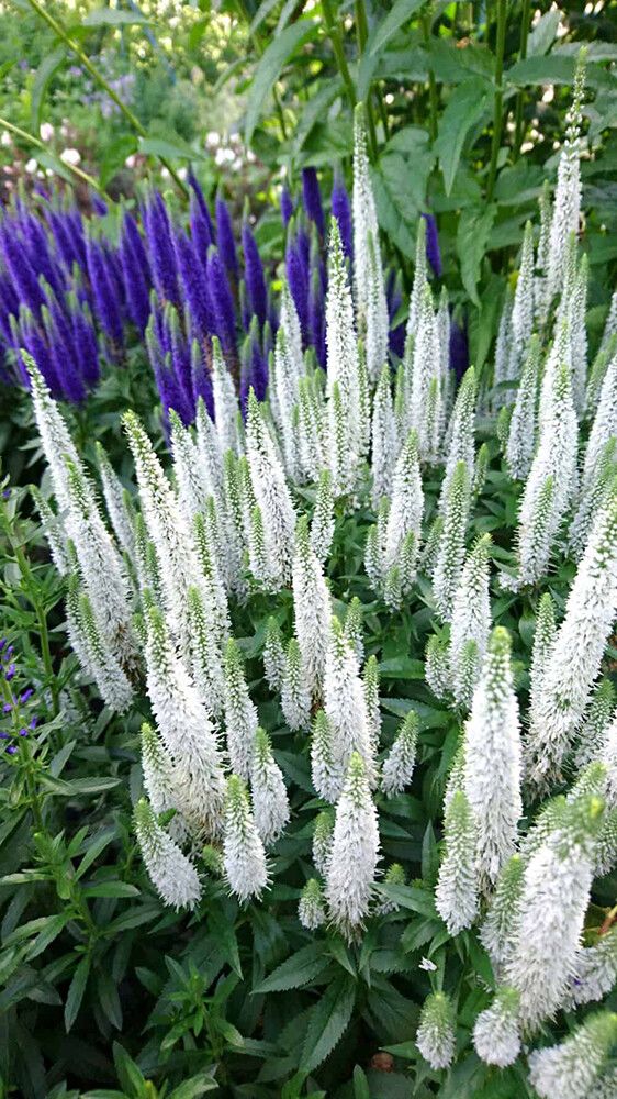 Kassisaba Snow Candles C1,4