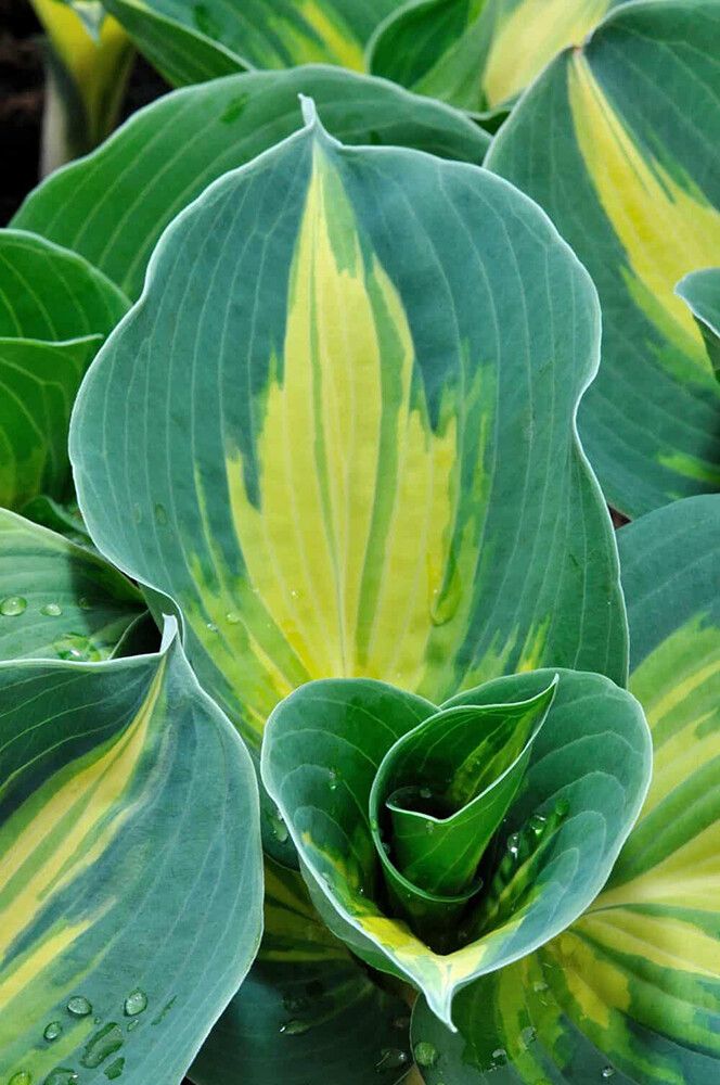 Hosta Dream Queen C1,4