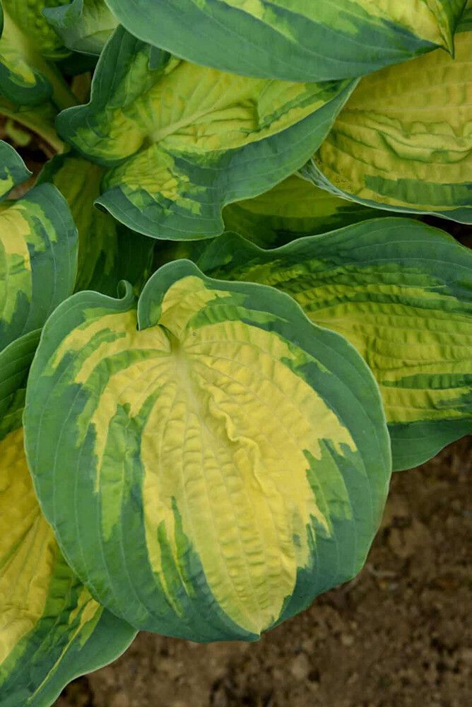 Hosta Great Expectation C1,4