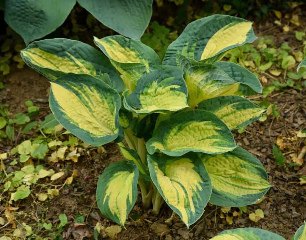 Hosta Great Expectation C1,4