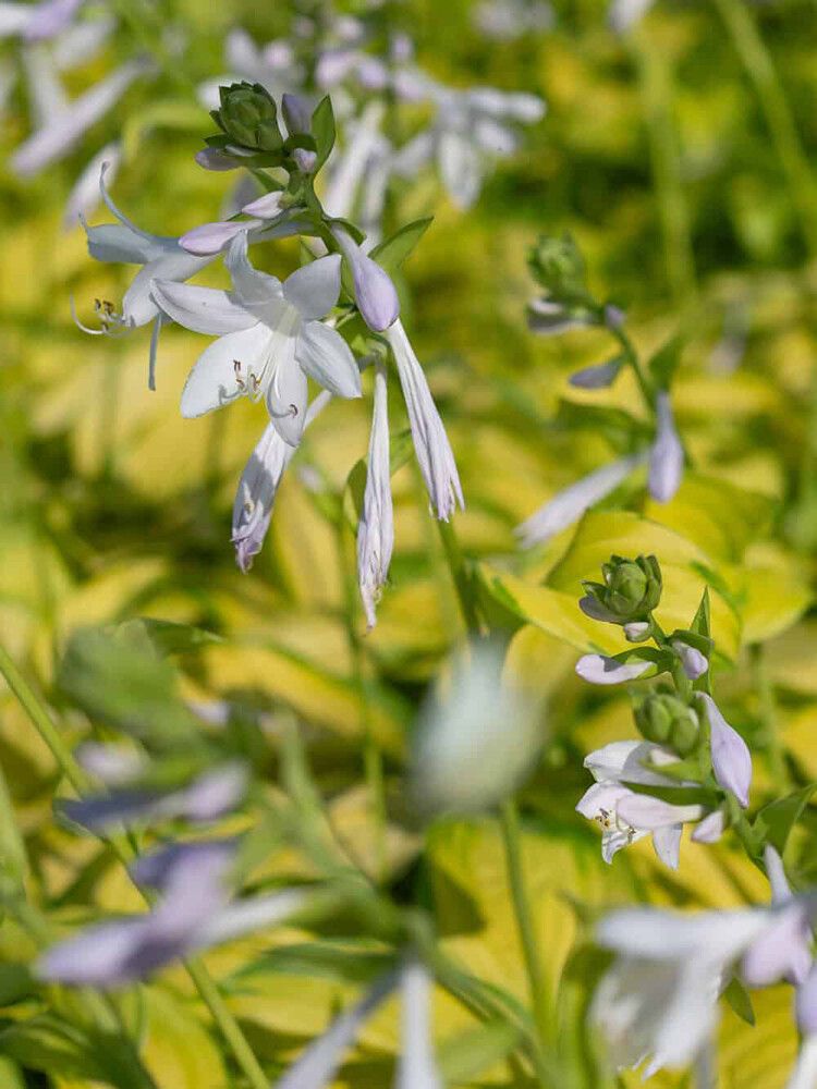 Hosta Stained Glass C1,4