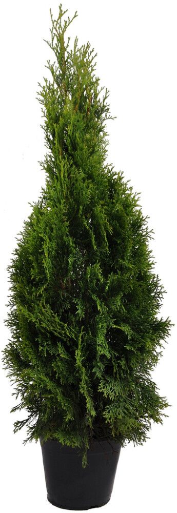 Harilik elupuu Smaragd Ø 23 cm