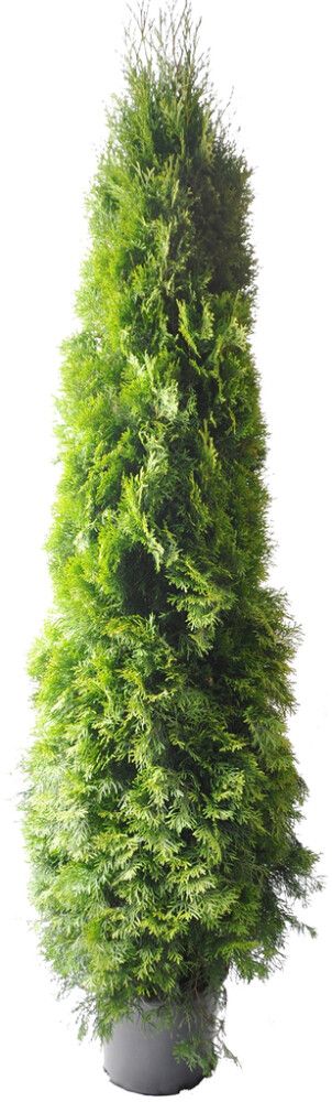 Harilik elupuu Smaragd Ø 31 cm