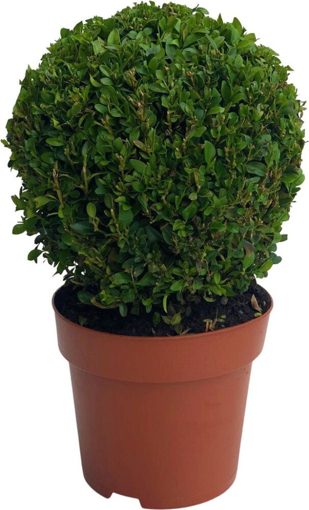 Harilik pukspuu Ø 19 cm