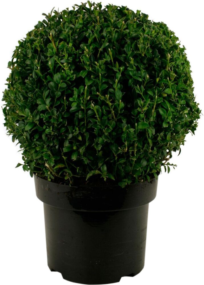 Harilik pukspuu Ø 30 cm
