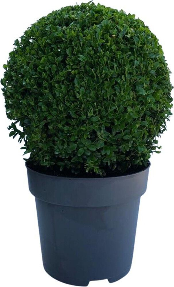 Harilik pukspuu Ø 26 cm