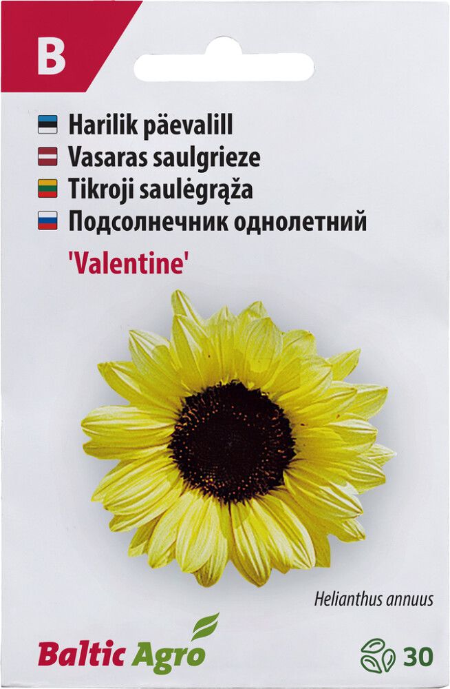 Päevalill Baltic Agro ‘Valentine’