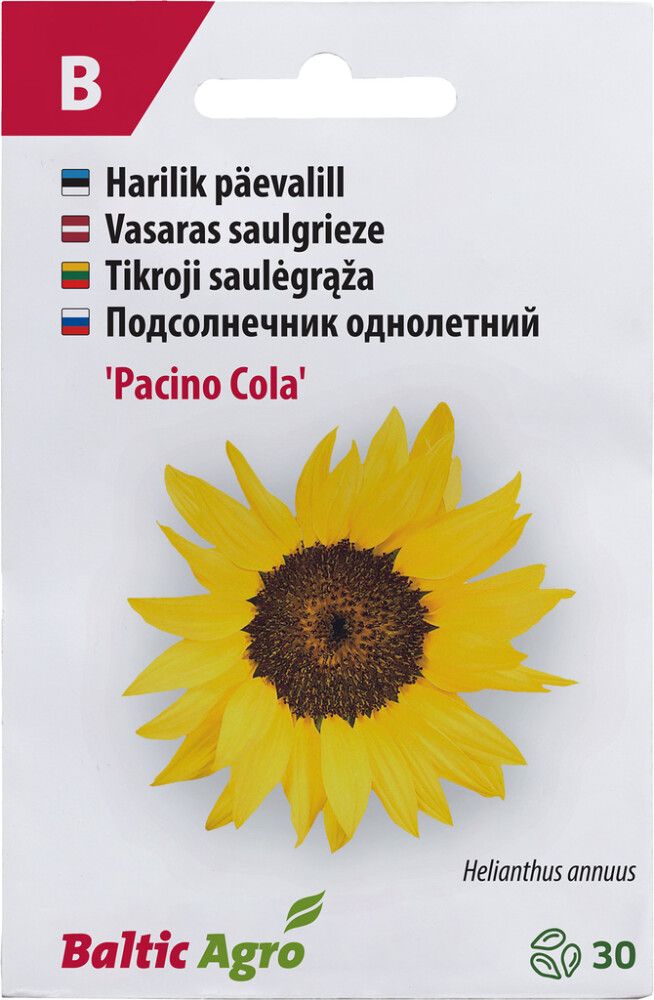 Päevalill Baltic Agro ‘Pacino Cola’