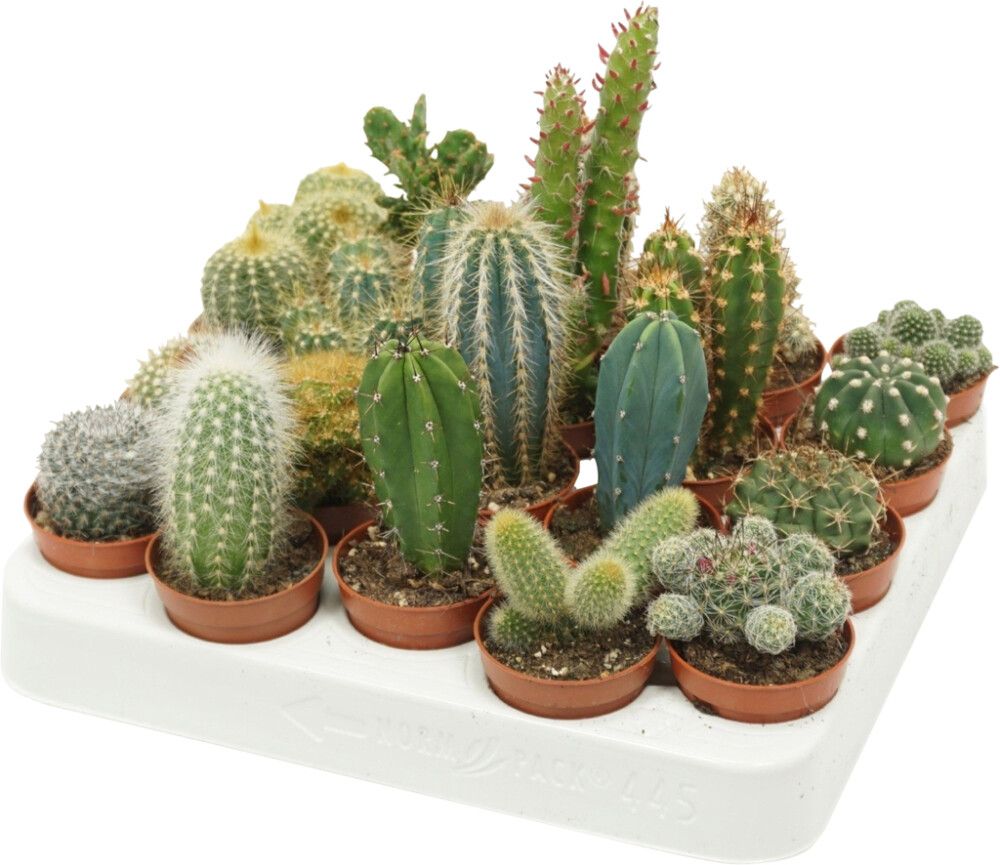 Kaktus Mix Ø 5,5 cm