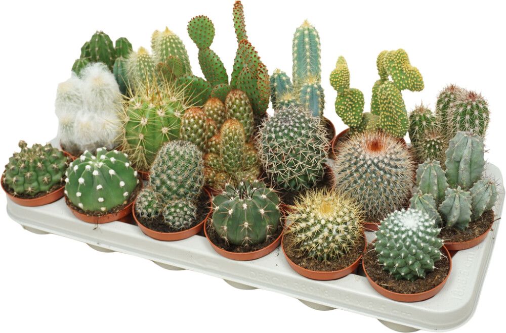 Kaktus Mix Ø 8,5 cm