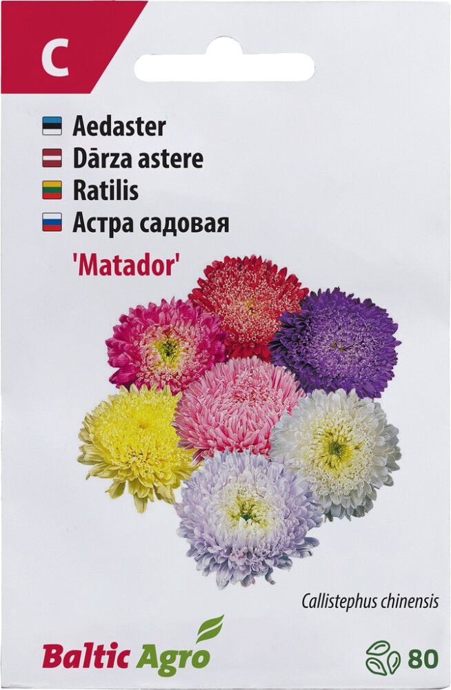 Aster ‘Matador’