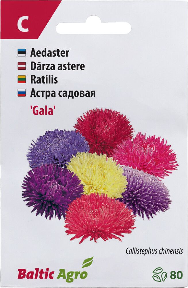 Aster ‘Gala’