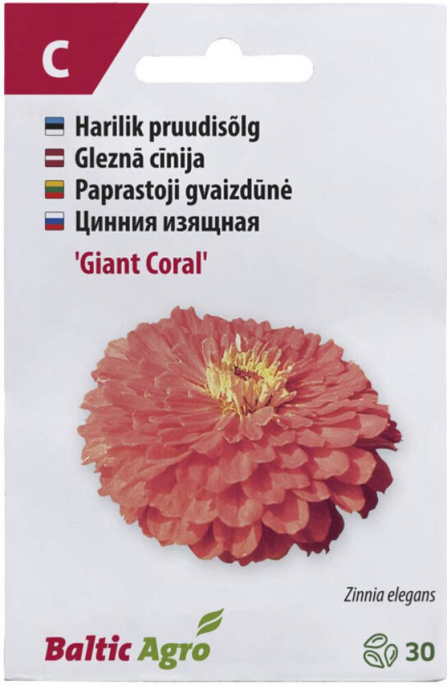 Pruudisõlg ‘Giant Coral’
