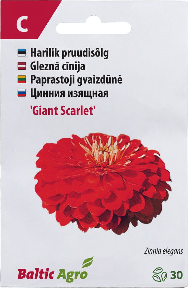 Pruudisõlg ‘Giant Scarlet’