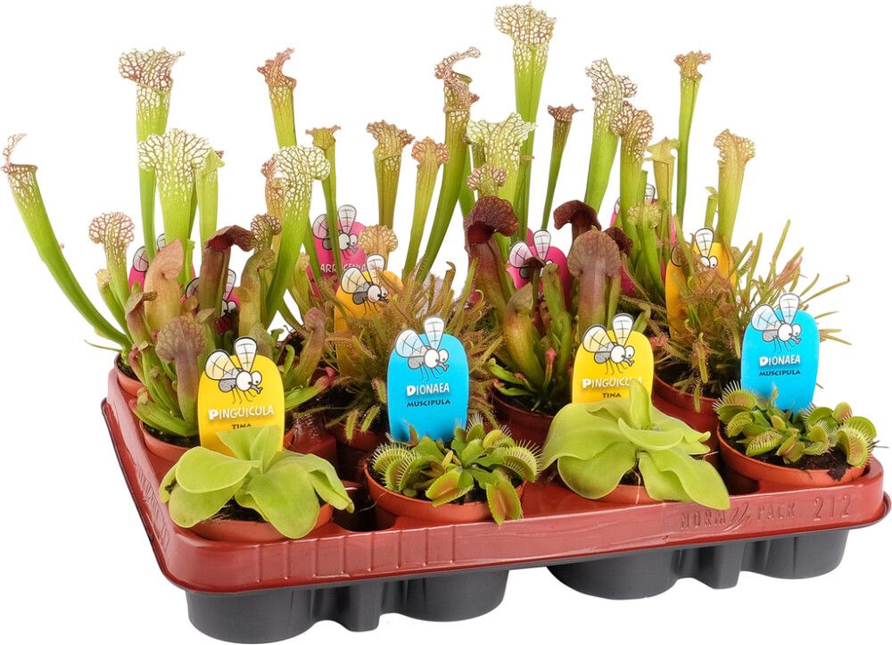 Lihasööja taim mix Ø 8,5 cm