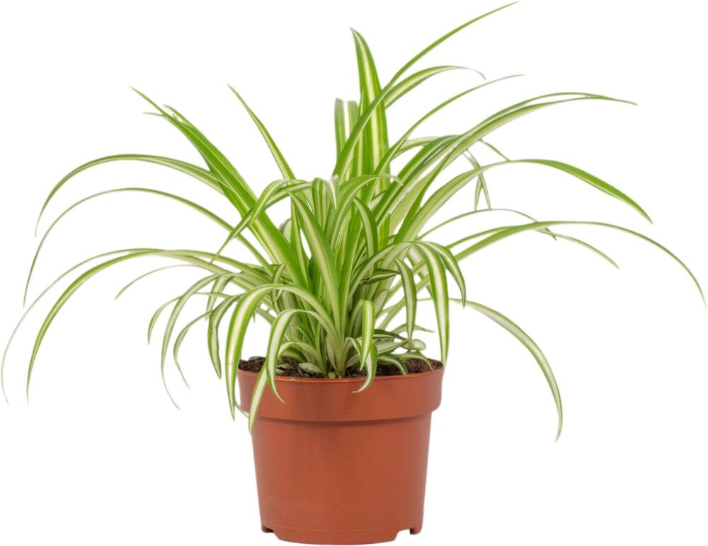 Tups-rohtliilia Variegatum Ø 12 cm