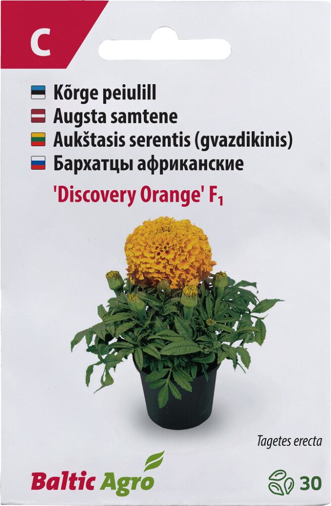 Peiulill ‘Discovery Orange’