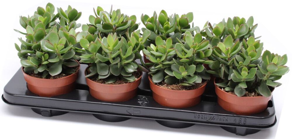 Portulak-turdleht Minova Magic Ø 12 cm