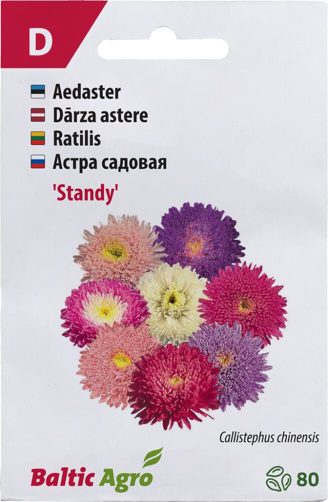 Aster ‘Standy’