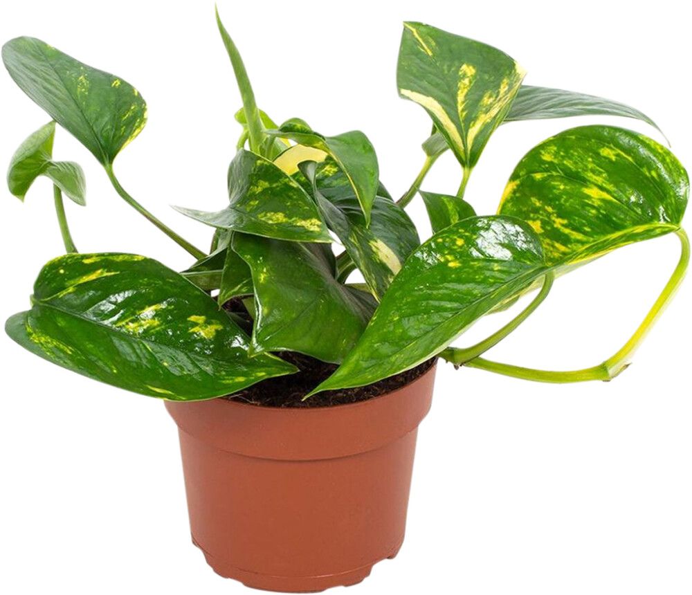 Kuld-nõelkõis Aureum Ø 12 cm