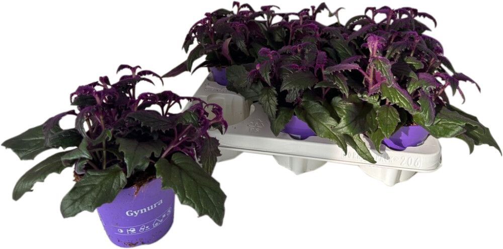 Sametlehik Gynura Ø 12 cm