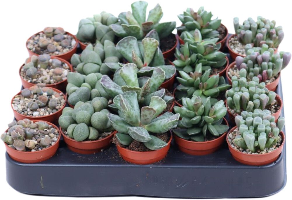 Kivilehik Mix Ø 5 cm