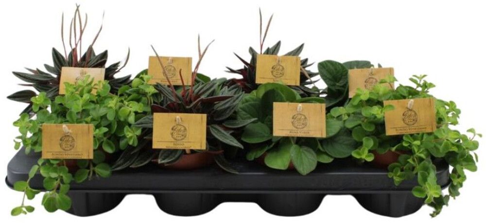 Peperoomia Mix Ø 10,5 cm