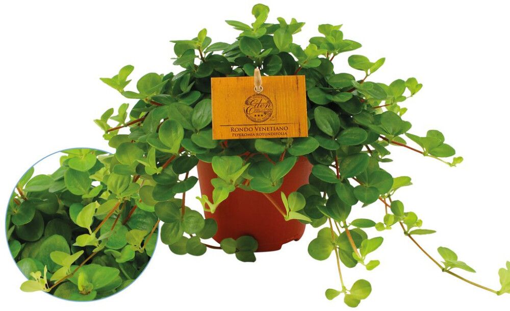 Ümaraleheline peperoomia P12